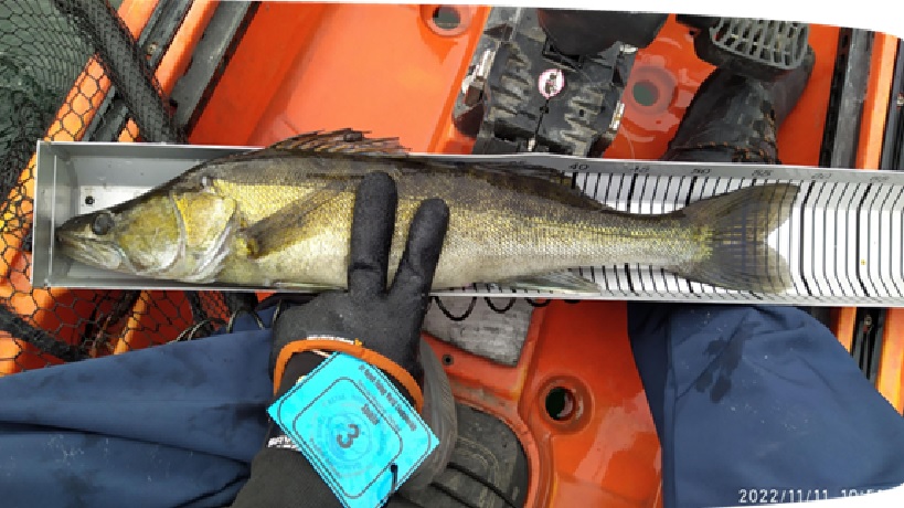 Medición de lucio en regla oficial